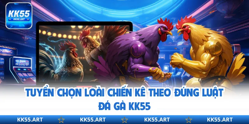 Tuyển chọn loài chiến kê theo đúng luật đá gà KK55